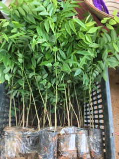 Combo 10 cây sưa đỏ giống
