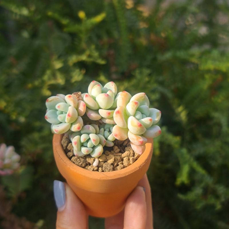 CHẬU ĐẤT NUNG MINI