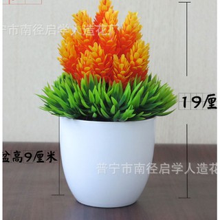 Chậu hoa dứa để bàn hình chóp