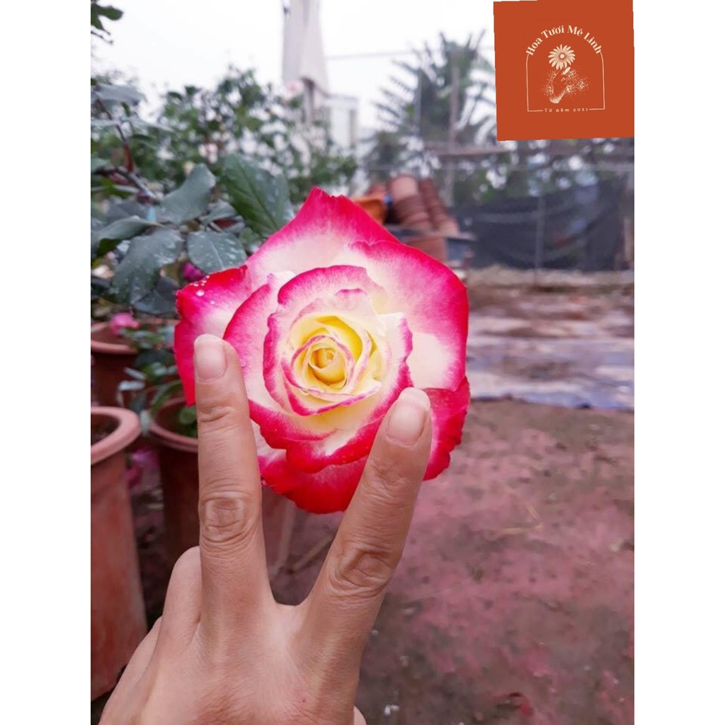 Hoa hồng ngoại Double Delight rose sắc hồng mới lạ - HoaTuoiMeLinh