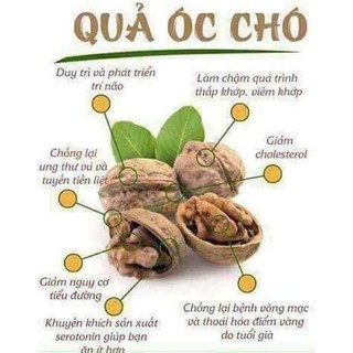 QUẢ ÓC CHÓ  1KG.