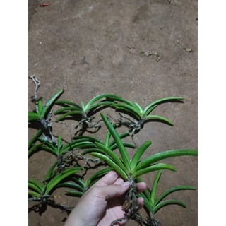 10cây lan đuôi sóc rừng