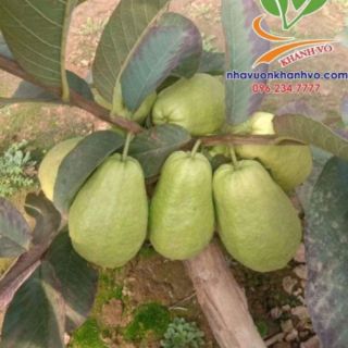 Cây giống ổi  lê đang trái