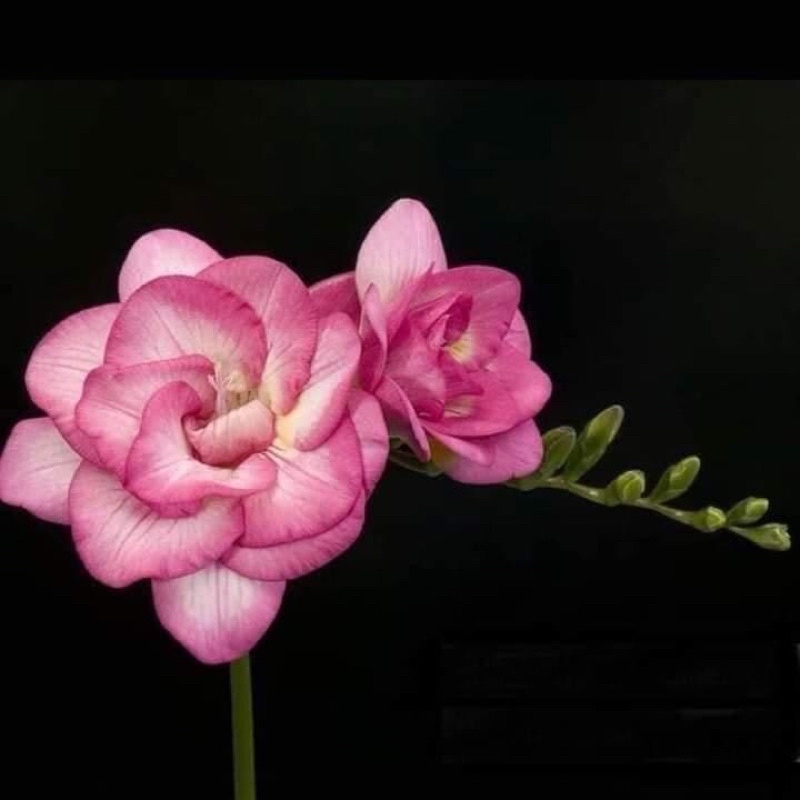 Củ lan Nam Phi chơi Tết