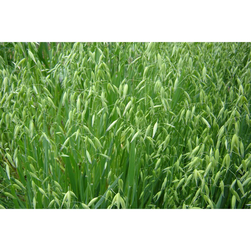 Hạt Giống Cỏ Yến Mạch - Gói 50g – Hạt Giống Cỏ Giàu Dinh Dưỡng cho Chăn Nuôi Gia Súc và Có Thể Dùng Nuôi Mèo