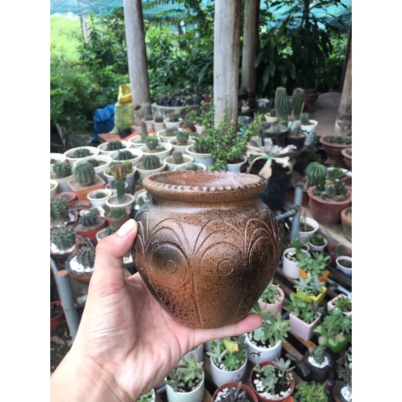 Chậu đất nung trồng sen đá.