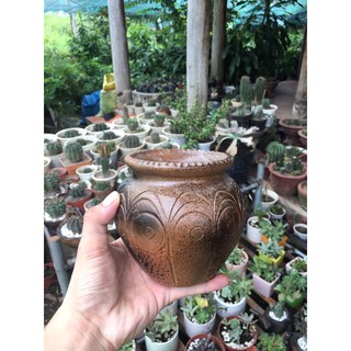 Chậu đất nung trồng sen đá.