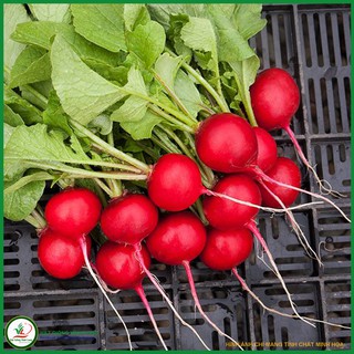 Hạt giống Cải củ đỏ TN 83