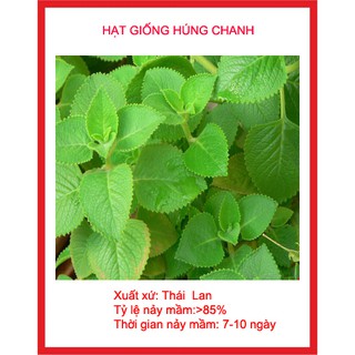 hạt giống húng chanh 100 hạt