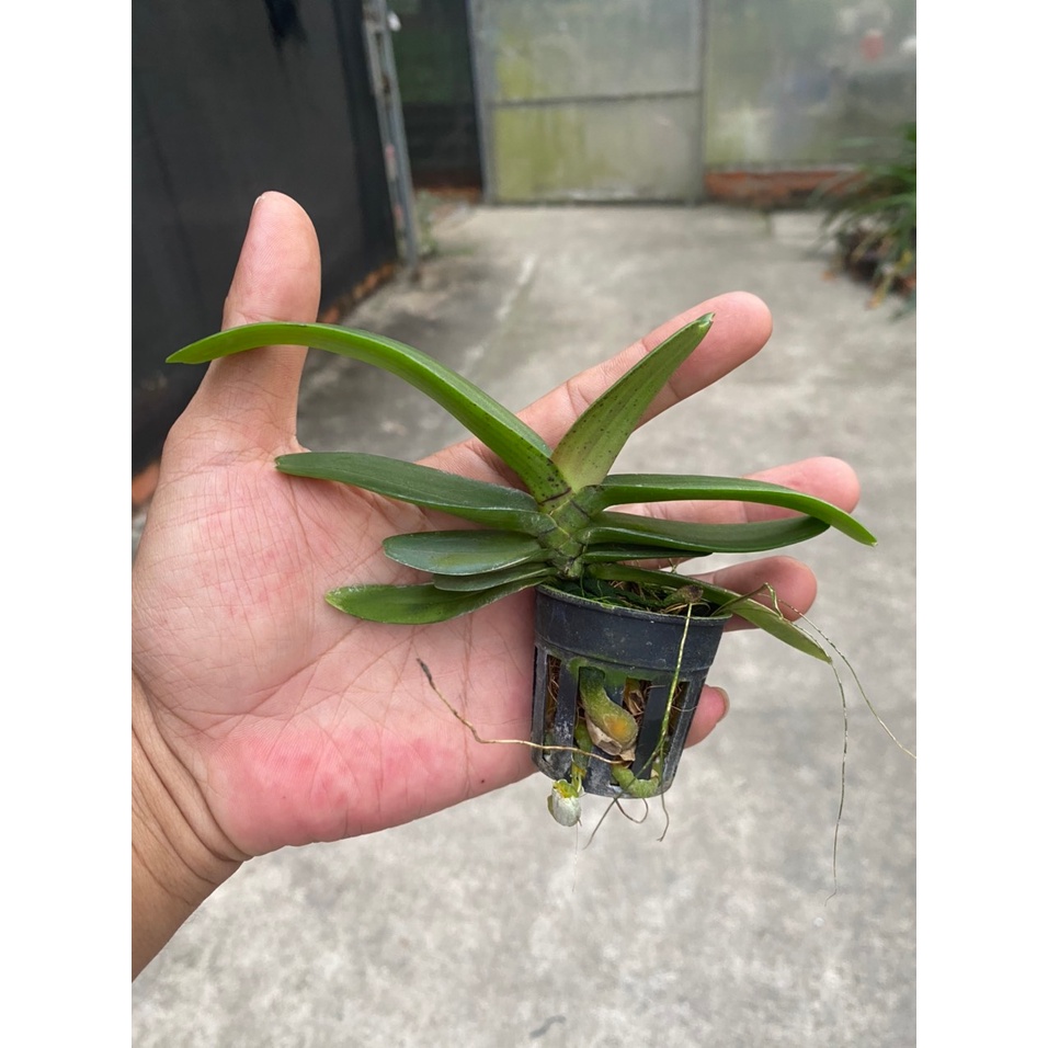 [Chính hãng] ngọc điểm(đai trâu, nghinh xuân) màu vàng lưỡi đỏ độc lạ hàng cây giống 9 tháng tuổi