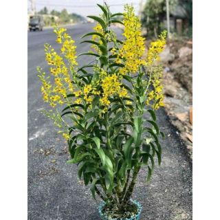 Lan Dendro Pensoda cây tơ đẹp size lỡ hoa thơm