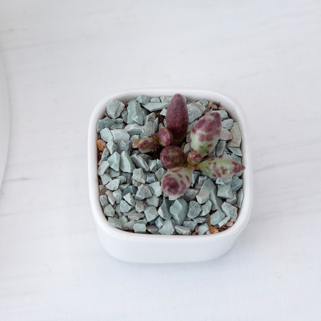 [5.3cmx5.3cmx4.2cm Vương] Chậu trồng cây cảnh - Sen Đá - Xương Rồng - Hoa nhỏ (không bao gồm hoa)