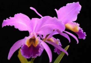 Phong lan Cát (chậu)