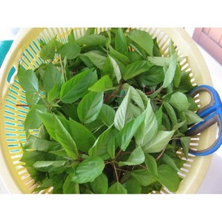 Gói 20g hạt giống rau đay đỏ