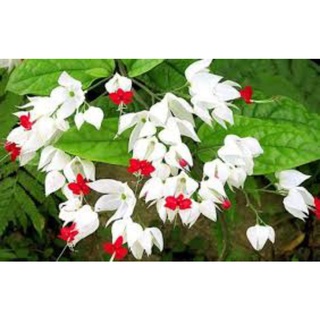 Cây giống hoa Ngọc nữ