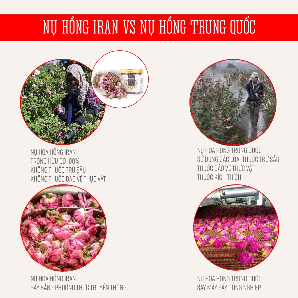 Nụ hoa hồng khô Kingdom Herb Iran chính hãng, trà hoa hồng khô hộp mẫu thử 3g