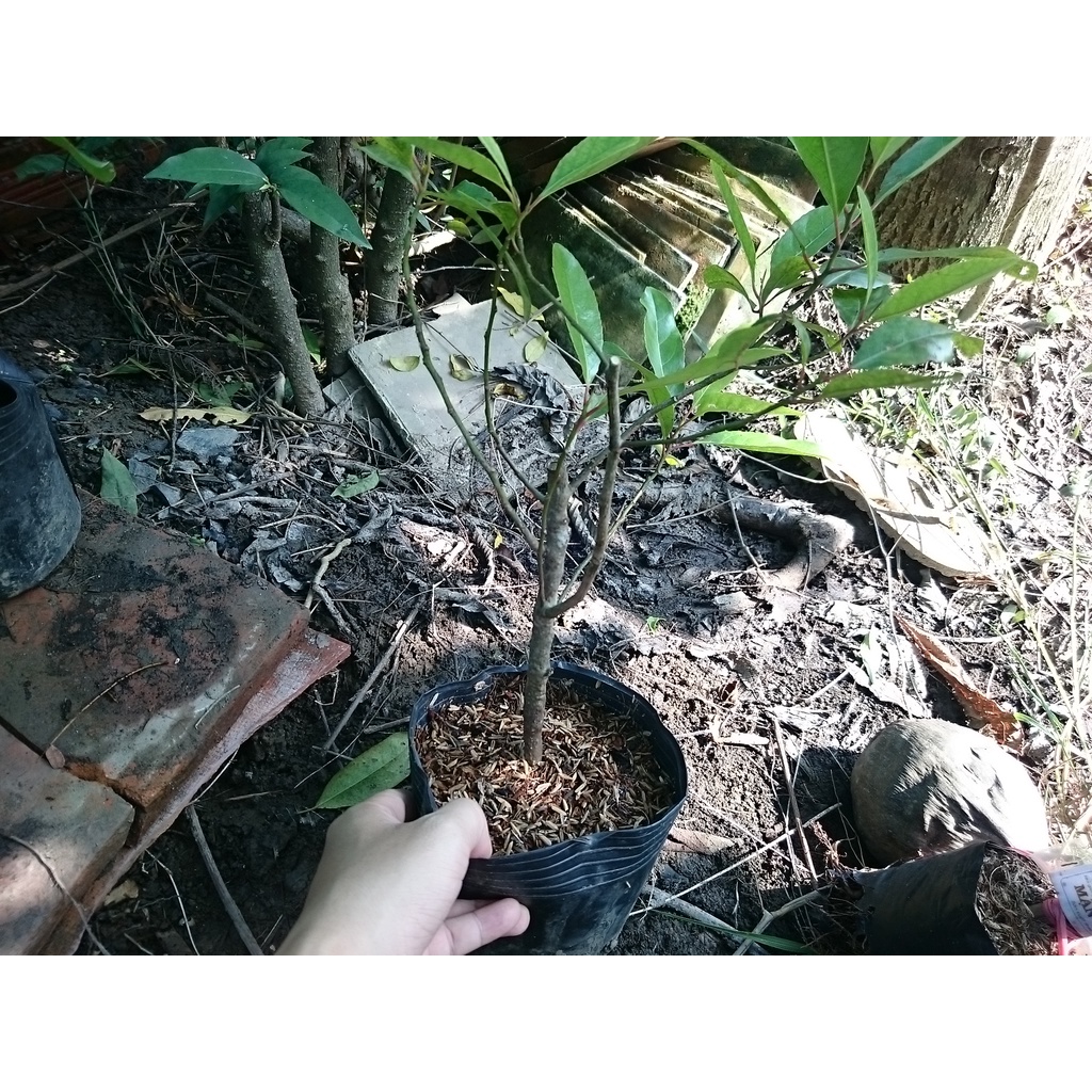 Cây cà na thái giống - Cà na tứ quý - cây ăn quả