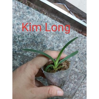 Kiếm giống các loại