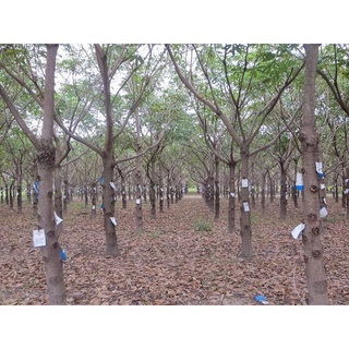 CÂY GIỐNG TRÔM LẤY MỦ