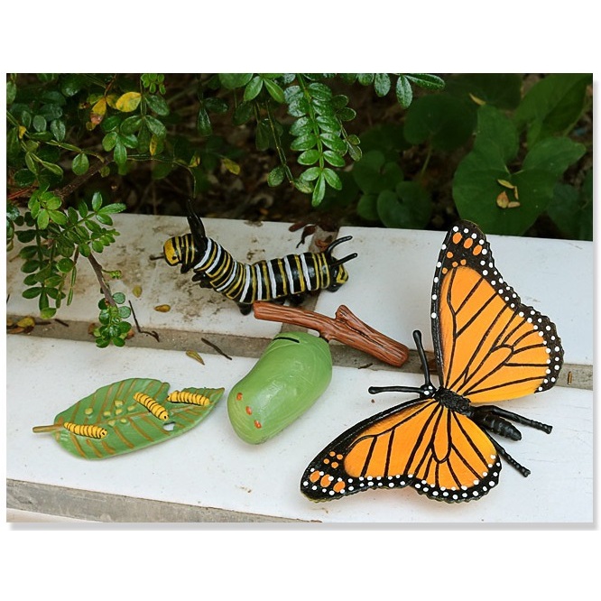 Mô hình vòng đời sinh học montessori