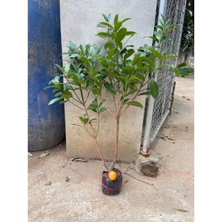 Cây giống thanh trà