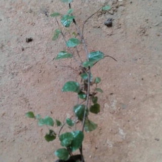 💙Vảy ốc bám tường ❣️❣️ MUA 1TẶNG 1 ❣️❣️ Số lượng có hạn