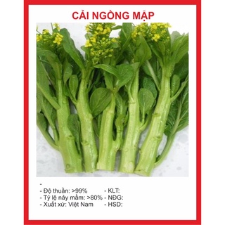 Hạt giống cải ngồng mập 10gr ~4000 hạt hạt giống bốn mùa