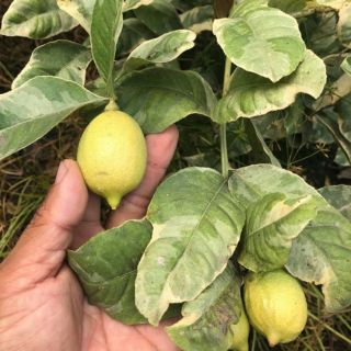 🍋 Chanh vàng Mỹ cẩm thạch