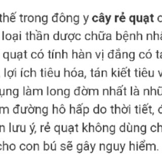 Cây rẻ quạt kèm củ