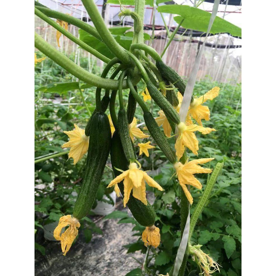 Hạt Giống Dưa Leo Baby SIÊU QUẢ 10 Hạt - tặng kèm 3 viên nén ươm hạt - DC