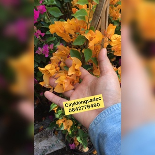 hoa giấy thái caykiengsadec + tặng phân bón