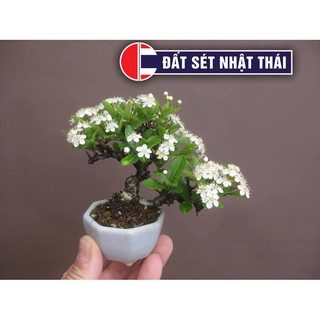 Đất Sét Nhật dùng học làm Hoa Đất Sét Bất Tử Cực Đẹp