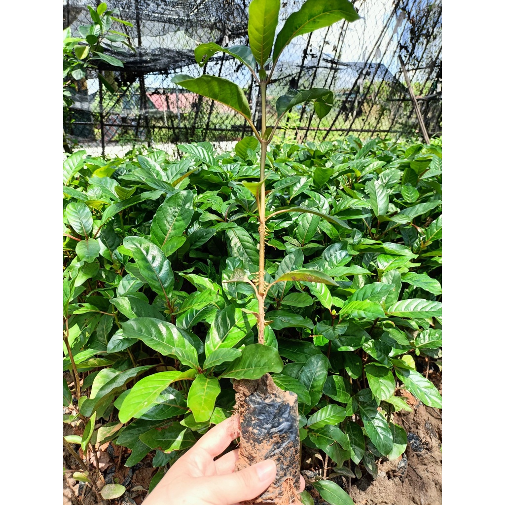 Cây giống gáo vàng