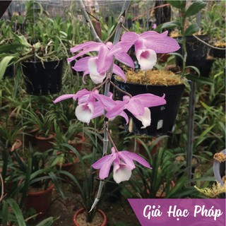 Phong lan giả hạc Pháp, bảng khủng trên 10 thân lớn, cho hoa Tết