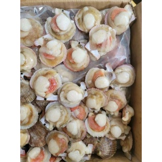 𝐒𝐎̀ Đ𝐈𝐄̣̂𝐏 𝐍𝐔̛̉𝐀 𝐌𝐀̉𝐍𝐇. 1kg. (giao hỏa tốc TPHCM)