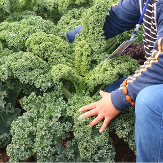 Hạt Giống Cải Kale ( Xoăn Xanh )
