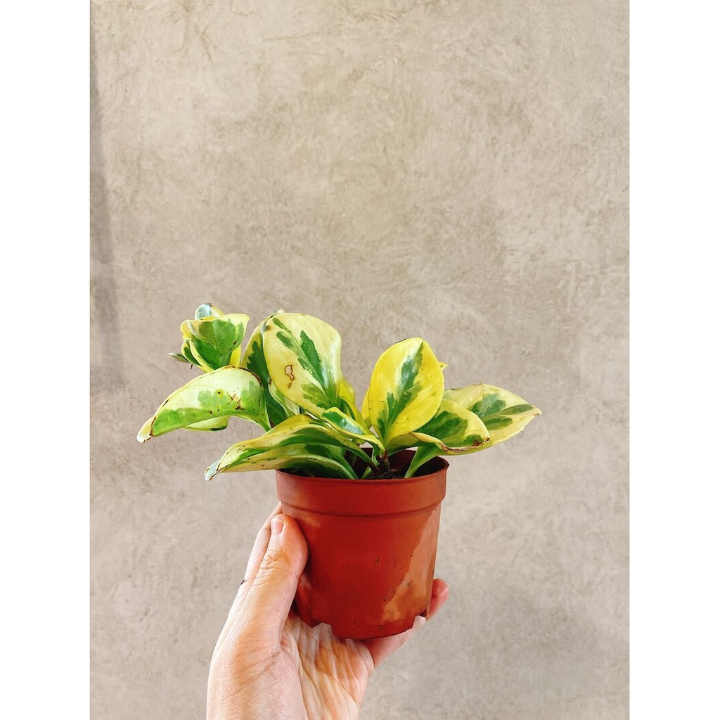 Cây Peperomia obtusifolia Marble (Viên Diệp Tiêu Thảo Lá Cẩm Thạch)