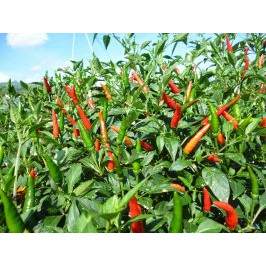 Phân Bón Lá YaraVita BORTRAC 500ml