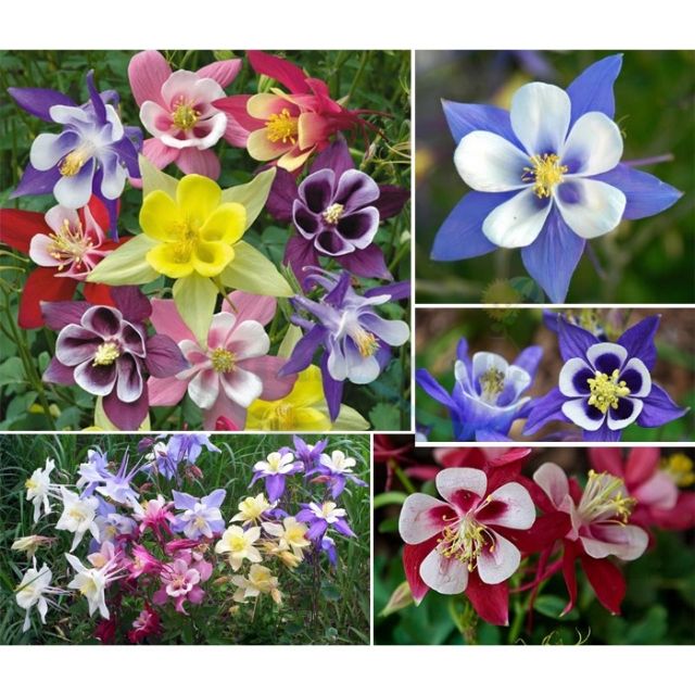 Hạt Giống Hoa lan chuông ( Bồ câu) Mix 50 Hạt/ Gói ĐẾN MÙA TRỒNG TẾT