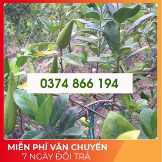 Dây thìa canh trị tiểu đường gói 1000 gram