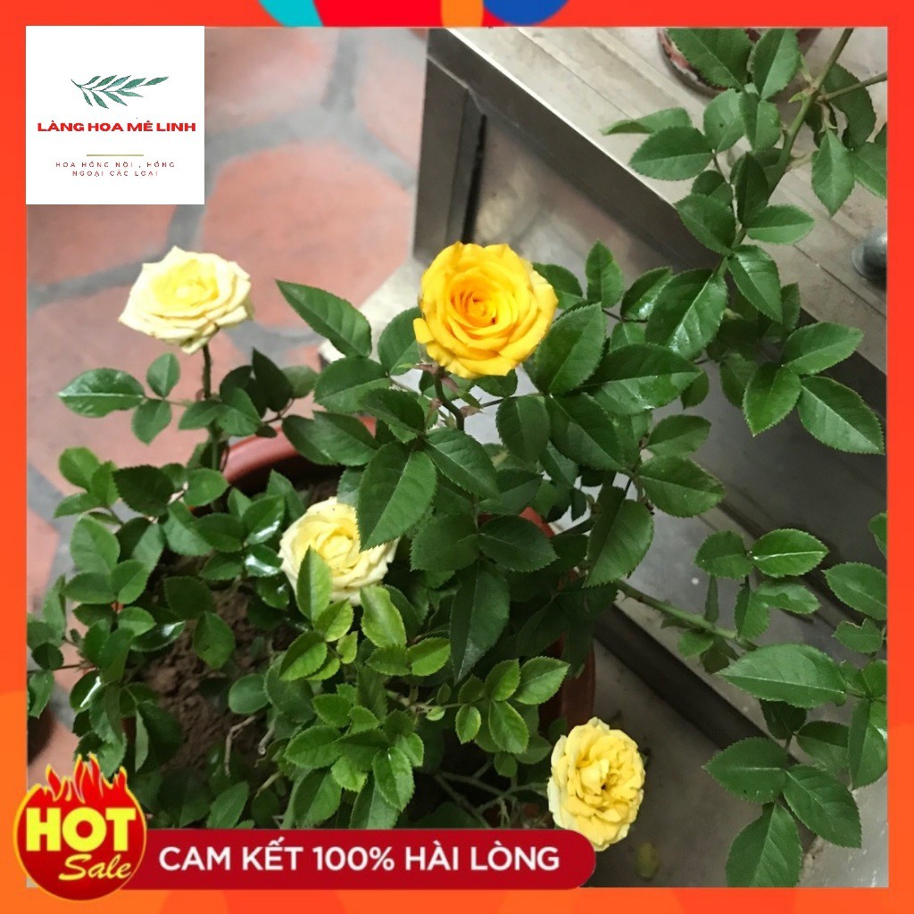 HOA TỈ MUỘI VÀNG [🌹🌹HỒNG TIỂU MUỘI🌹🌹] -có dạng bụi nhỏ, hoa nhiều , là giống hoa hồng bụi nhỏ đặc trưng của Sa Đéc