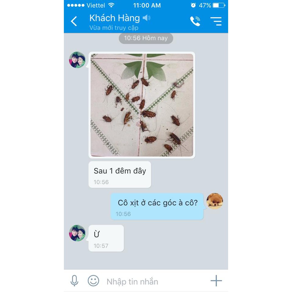 Thảo mộc diệt muỗi, kiến, gián hiệu quả tức thì 10 giây  Hữu cơ sinh học