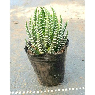 Móng Rồng Cụp💗FREEESHIP💗Sen Đá Móng Cúp Siêu Khỏe Đẹp