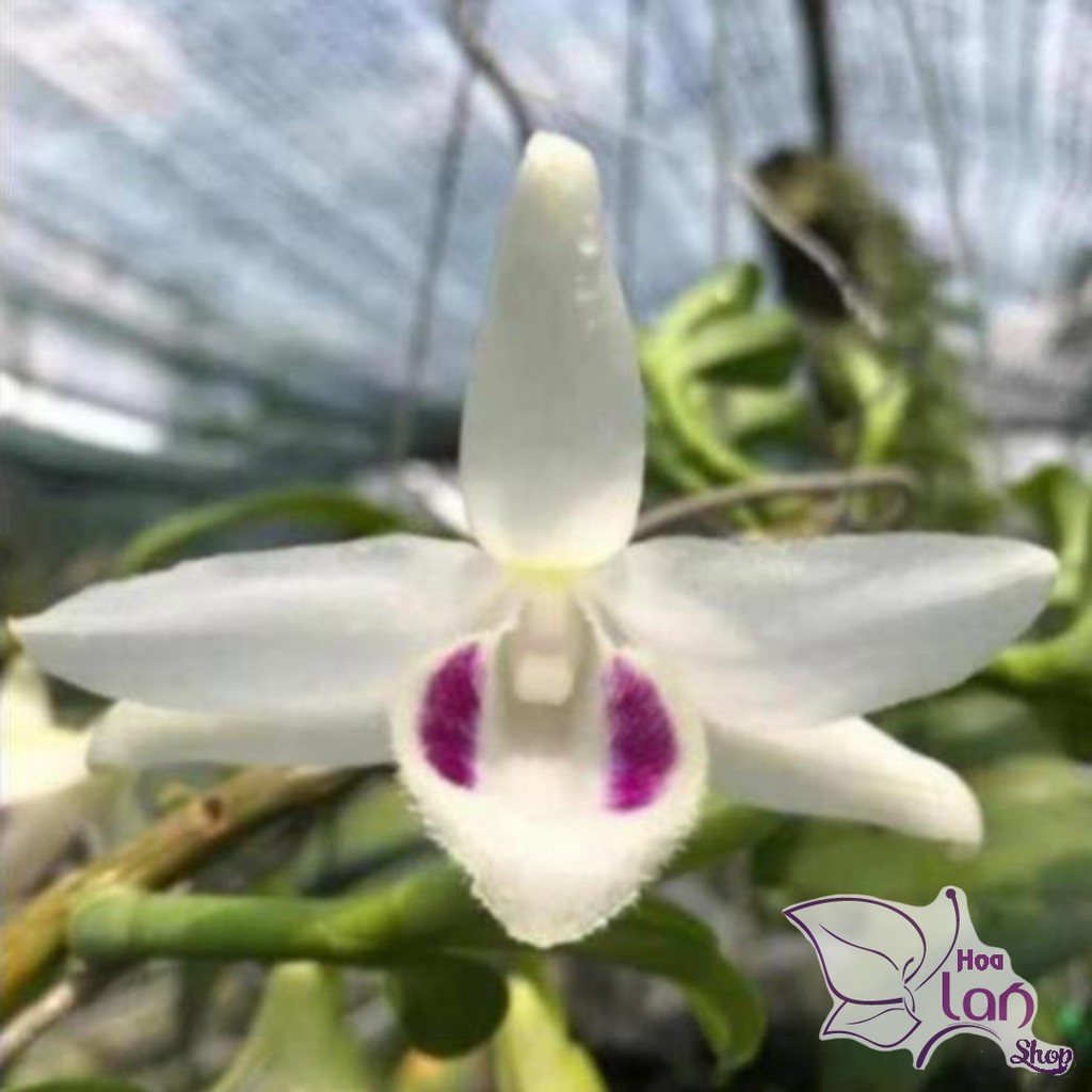 Phi điệp 5 cánh trắng Bảo Duy ki năm 2