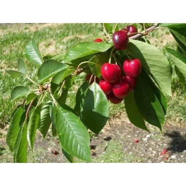 Cherry mỹ nhiệt đới  trồng được tại Việt Nam  - Nhà Vườn Khánh Võ