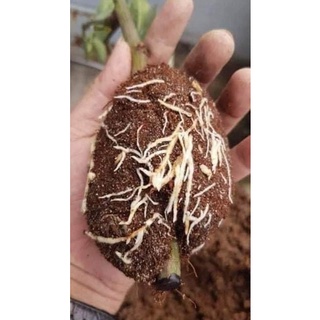 Thuốc Siêu Kích Rễ