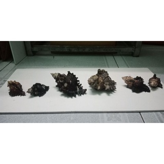 vỏ ốc mượn hồn