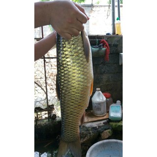 Mồi câu long phong đỏ