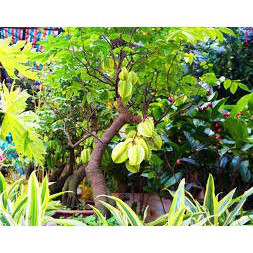 💙Cây giống khế chua chuẩn F1 ♥️💜♥️ MUA 2 TẶNG 1 ♥️💜♥️ Với đơn hàng thanh toán trước