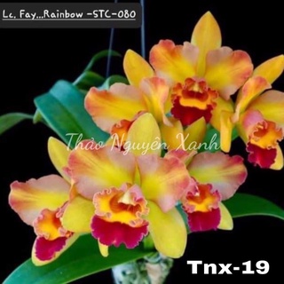 Tnx60 - lan cattleya mini thơm rainbow - cây con